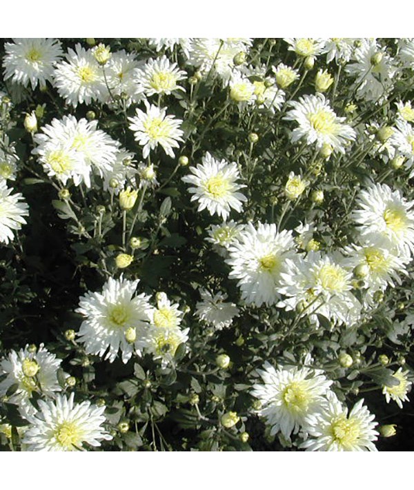 Chrysanthemum White Gloss (21e) (1lt)