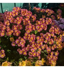 Chrysanthemum Wills Wonderful (21d) (2lt)