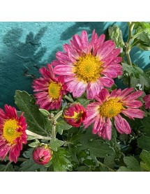 Chrysanthemum Wills Wonderful (21d) (2lt)