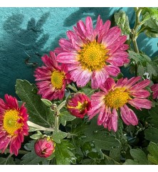 Chrysanthemum Wills Wonderful (21d) (2lt) Chrysanthemum Wills Wonderful (21d) (2lt)