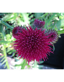 Cirsium rivulare Atropurpureum (1.5lt) Cirsium rivulare Atropurpureum (1.5lt)