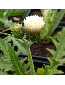 Cirsium rivulare Frosted Magic (0.8lt) Cirsium rivulare Frosted Magic (0.8lt)