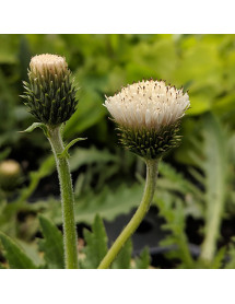 Cirsium rivulare Frosted Magic (0.8lt) Cirsium rivulare Frosted Magic (0.8lt)