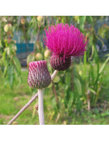 Cirsium rivulare Trevor's Blue Wonder (2lt)