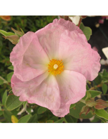 Cistus x argenteus Peggy Sammons (3lt)