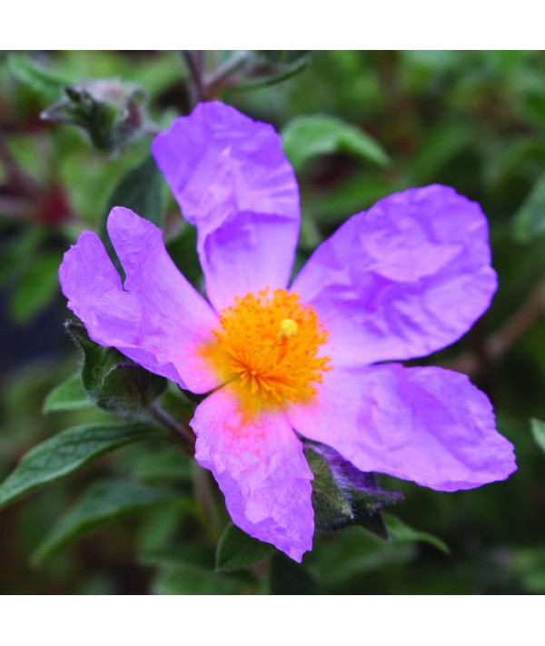 Cistus creticus (5lt)