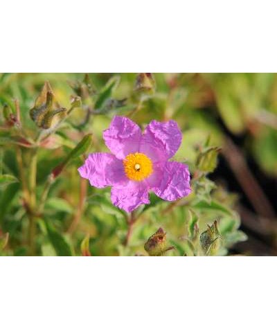 Cistus creticus (5lt)