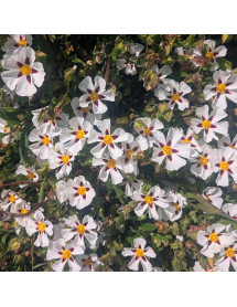Cistus Gordon Cooper (3lt)