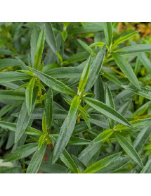 Cistus ladanifer (3lt)