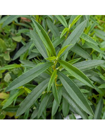Cistus ladanifer (3lt)