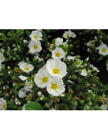 Cistus x obtusifolius Sweet Thrive (3lt)