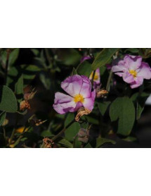 Cistus x argenteus Peggy Sammons (3lt)