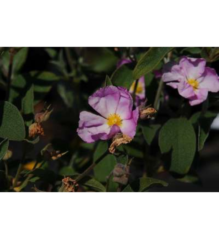 Cistus x argenteus Peggy Sammons (3lt)