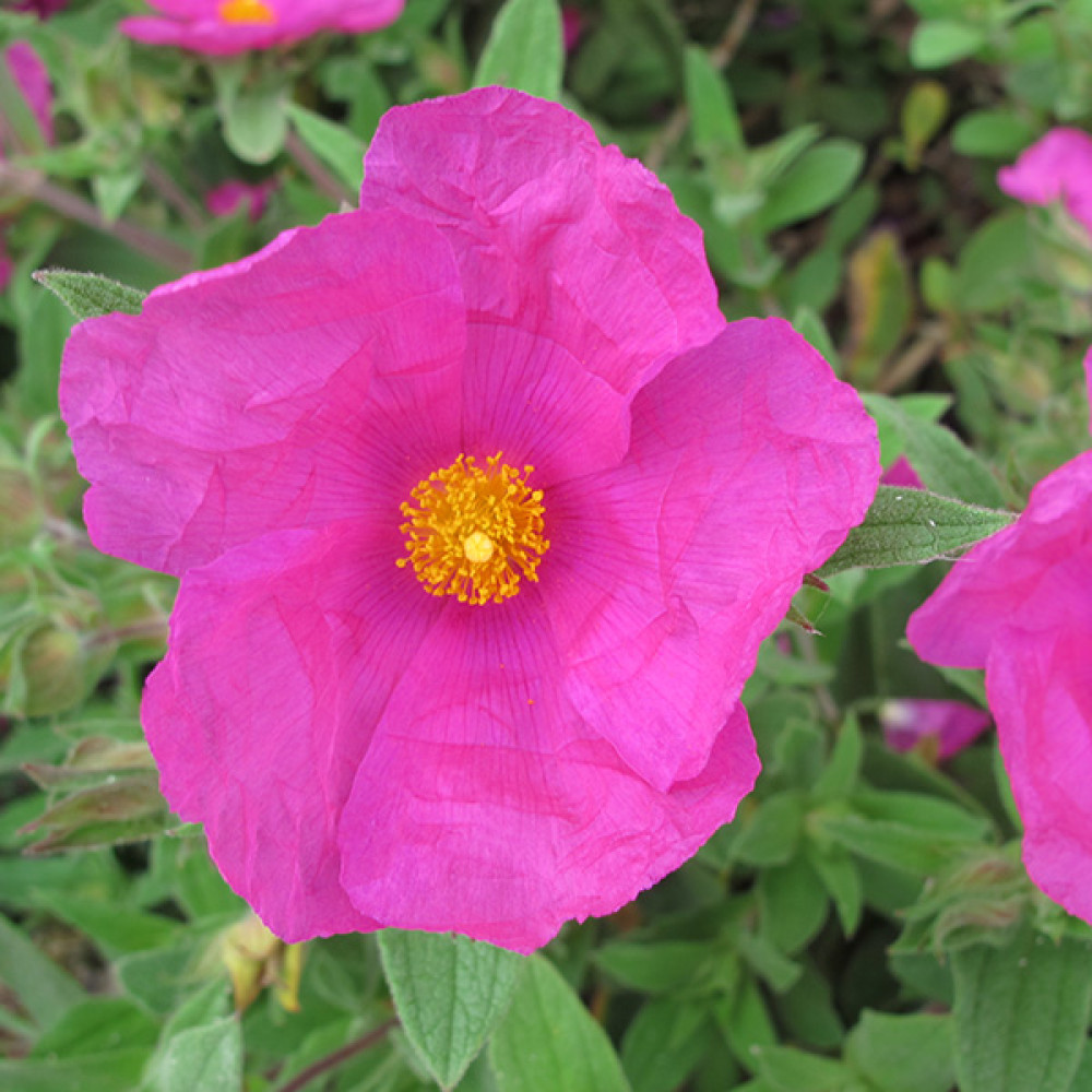 Cistus x pulverulentus Sunset (3lt) Cistus x pulverulentus Sunset (3lt)