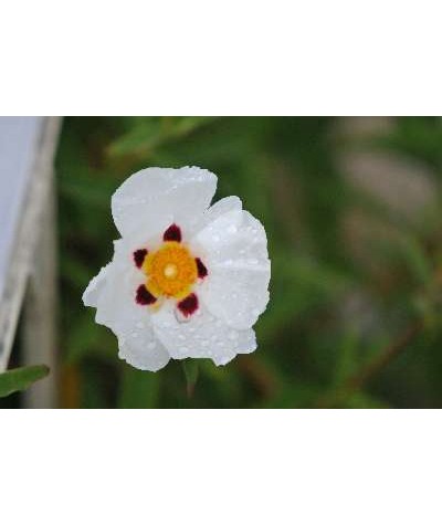 Cistus x purpureus Alan Fradd (7.5lt)