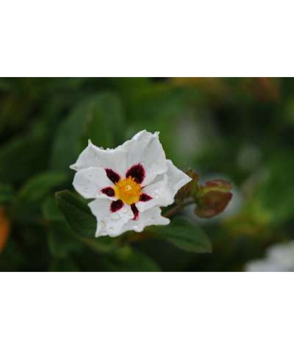 Cistus Snow Fire (7.5lt)