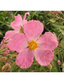 Cistus x bornetianus Jester (10lt)