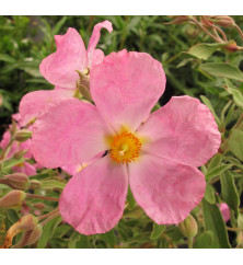 Cistus x bornetianus Jester (10lt)