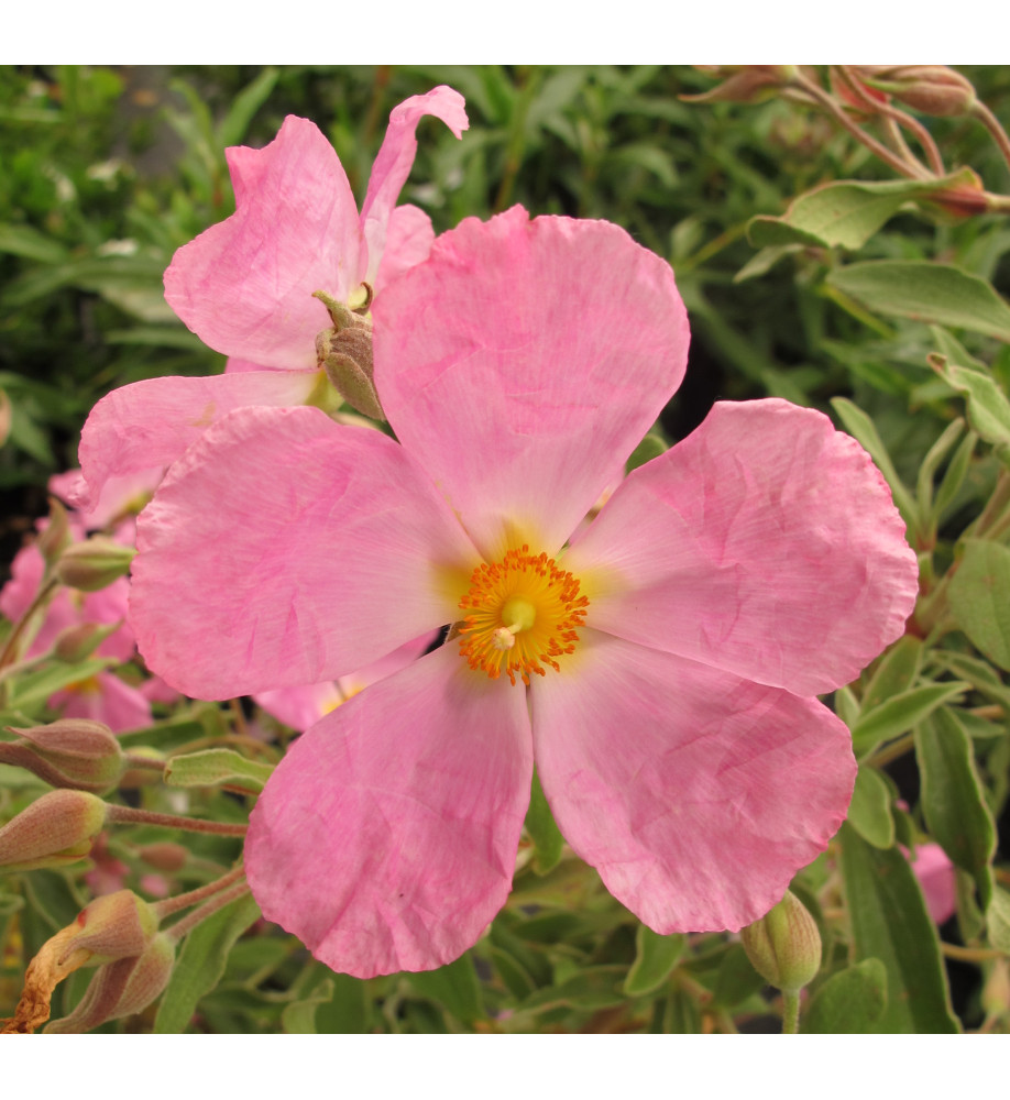 Cistus x bornetianus Jester (10lt)