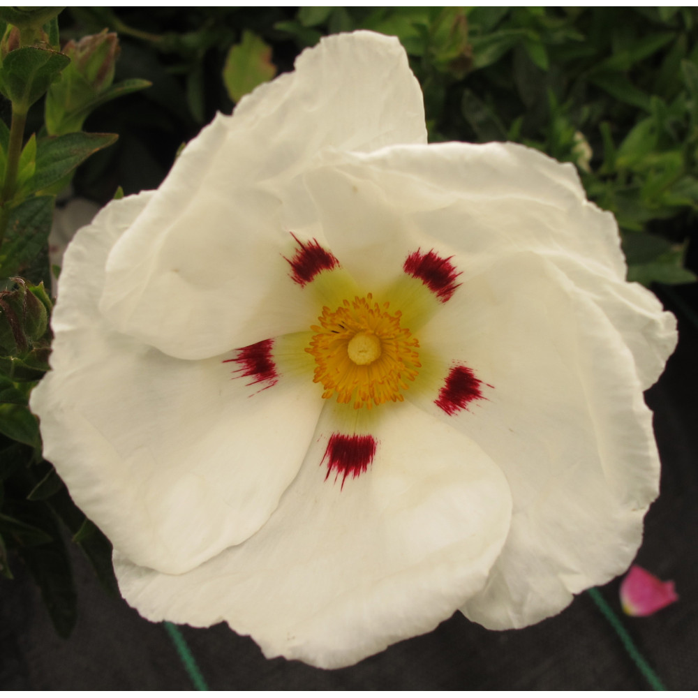 Cistus x dansereaui Decumbens (7.5lt)