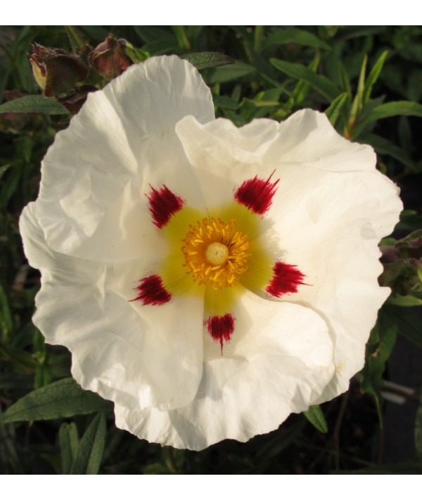 Cistus x dansereaui Jenkyn Place (7.5lt)