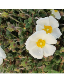 Cistus x obtusifolius Sweet Thrive (3lt)
