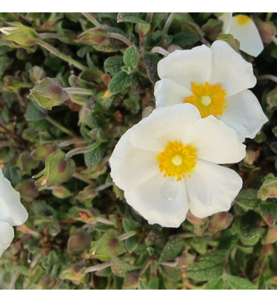 Cistus x obtusifolius Sweet Thrive (3lt)