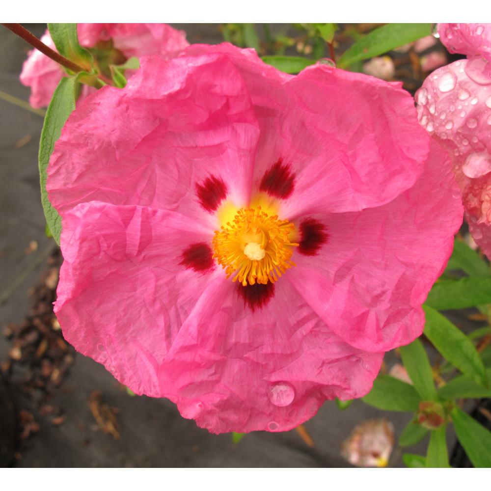 Cistus x purpureus (3lt)