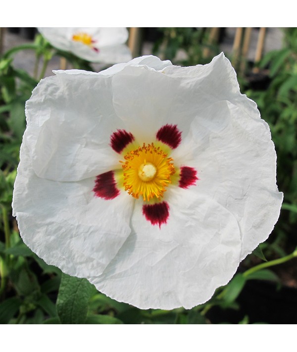 Cistus x purpureus Alan Fradd (7.5lt)