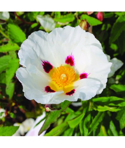 Cistus x dansereaui Jenkyn Place (7.5lt)