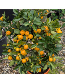 Citrus x microcarpa (Calamondin) (2lt)