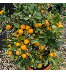 Citrus x microcarpa (Calamondin) (3lt)