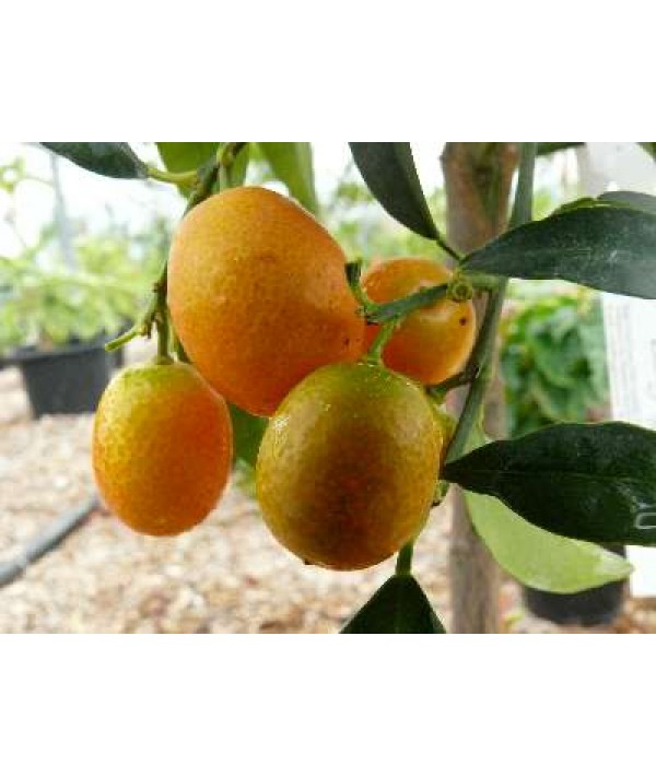 Citrus Kumquat (5lt)