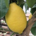 Citrus Lemon Four Seasons (5lt)