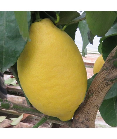 Citrus Lemon Four Seasons (5lt)