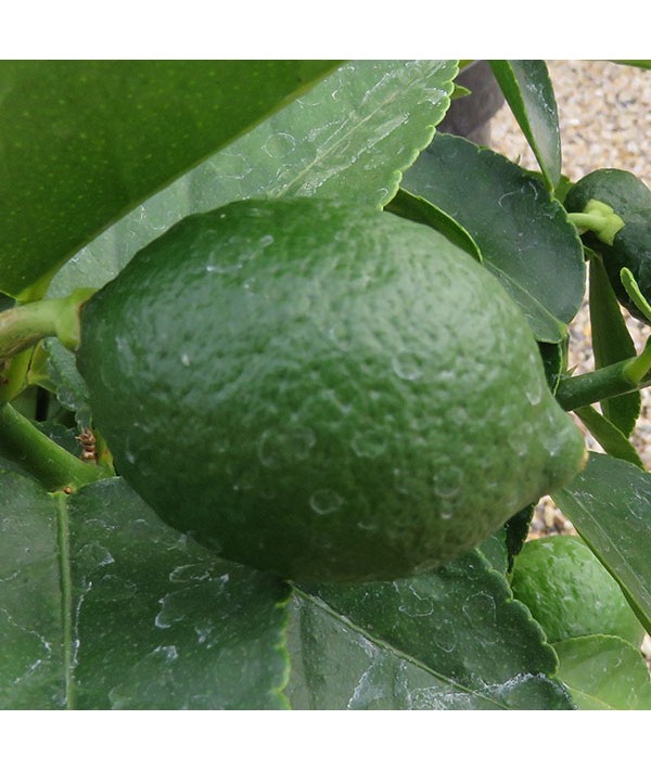 Citrus x latifolia (Tahiti Lime) (3lt) Citrus x latifolia (Tahiti Lime) (3lt)