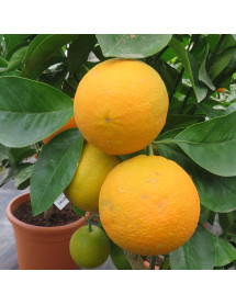 Citrus sinensis variegata (Orange) (5lt) Citrus sinensis variegata (Orange) (5lt)