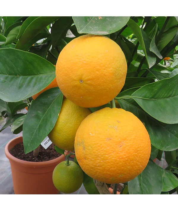 Citrus sinensis variegata (Orange)  (5lt)
