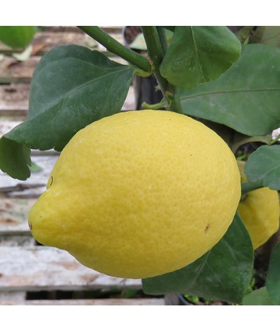 Citrus x latifolia (Tahiti Lime) (7.5lt)
