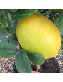 Citrus x limon Meyer (7.5lt)
