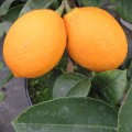 Citrus x limon Meyer (3lt)