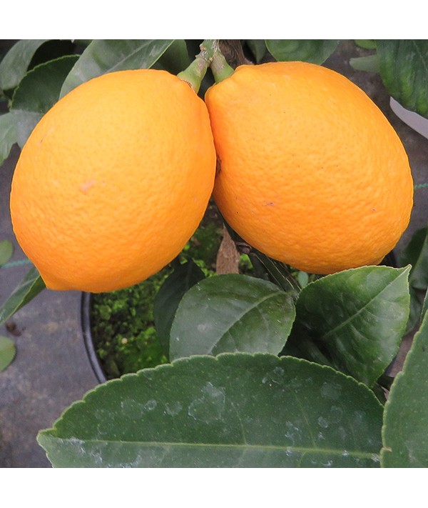 Citrus x limon Meyer (5lt)