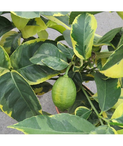Citrus x limon Variegata (10lt)