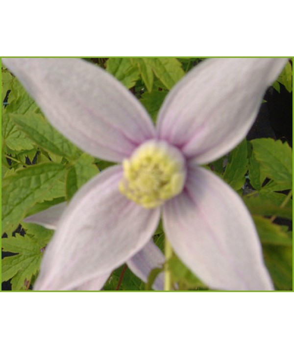 Clematis alpina Willy (2lt)