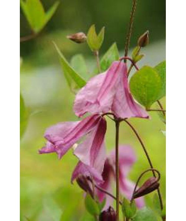 Clematis aljonushka (2lt)