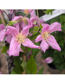 Clematis aljonushka (2lt)