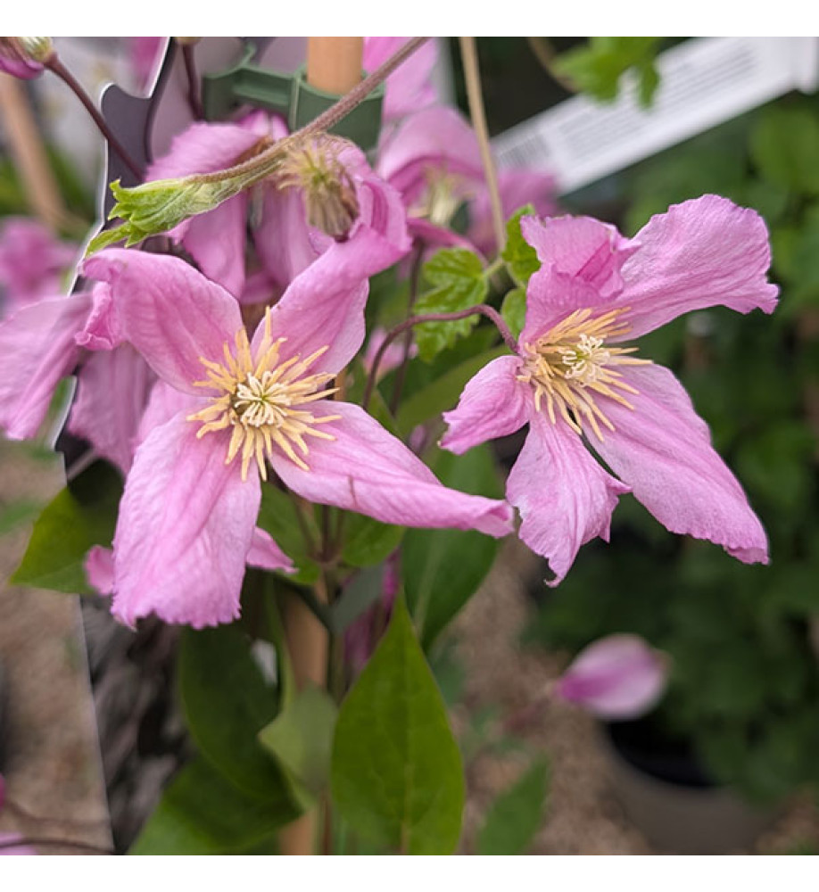 Clematis aljonushka (2lt)