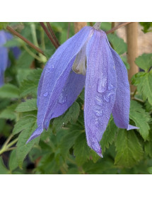 Clematis alpina Blue Dancer (3lt)