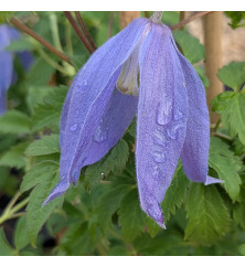 Clematis alpina Blue Dancer (3lt)