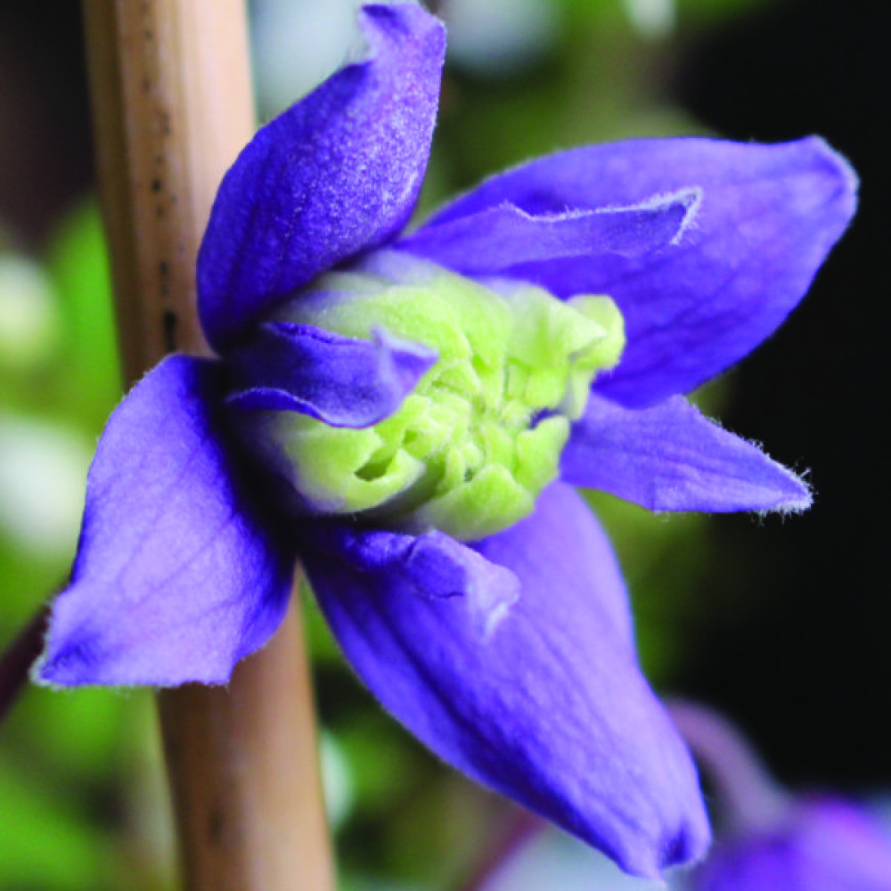 Clematis alpina Frances Rivis  (2lt)
